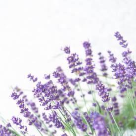 Lavandin grosso essential oil